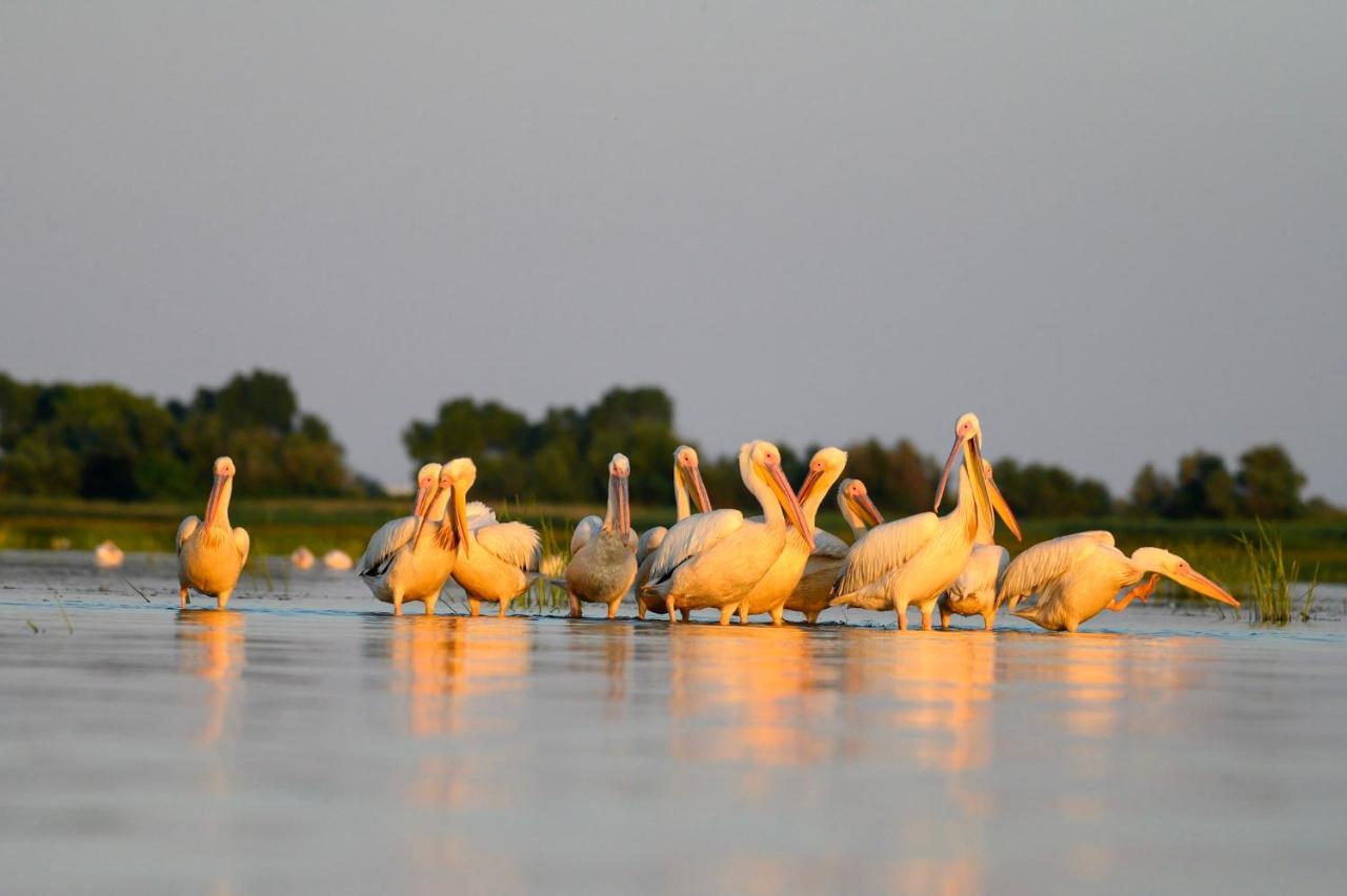 סולינה Danube Delta Hostel Homestay & Camping מראה חיצוני תמונה