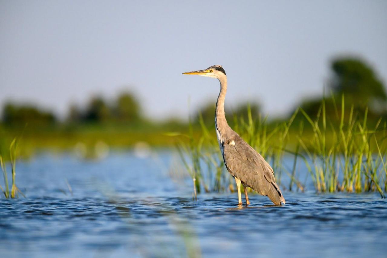 סולינה Danube Delta Hostel Homestay & Camping מראה חיצוני תמונה